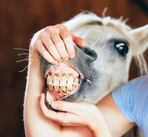 Horse Dental Care - Placer County