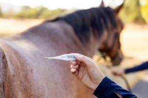 Emergency Care Auburn Equine