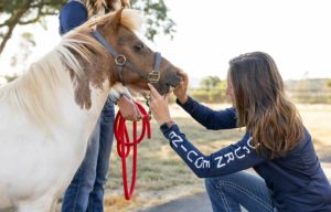 Dental Special - Auburn Equine